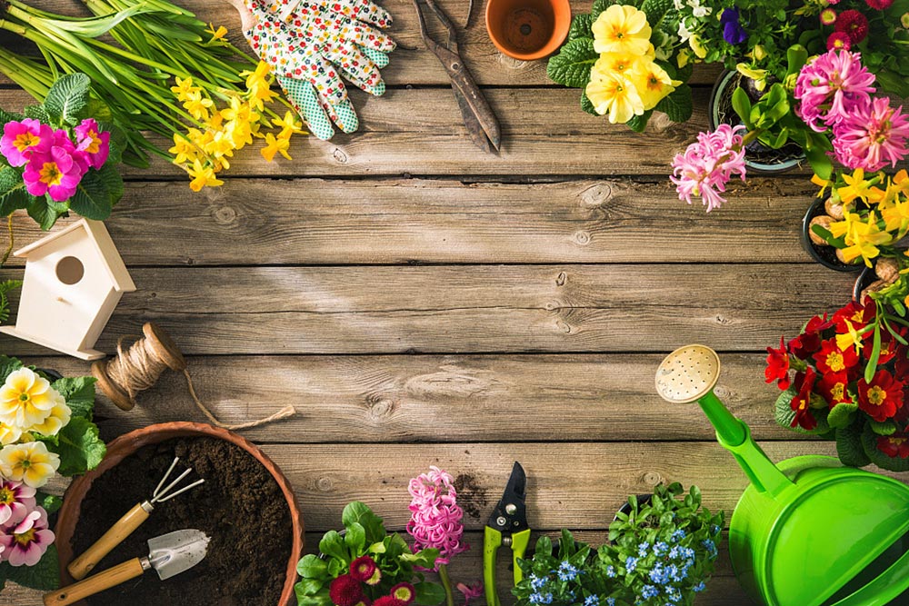 威客电竞在家养的盆栽的花语10种常见盆栽花语了解一下？(图8)