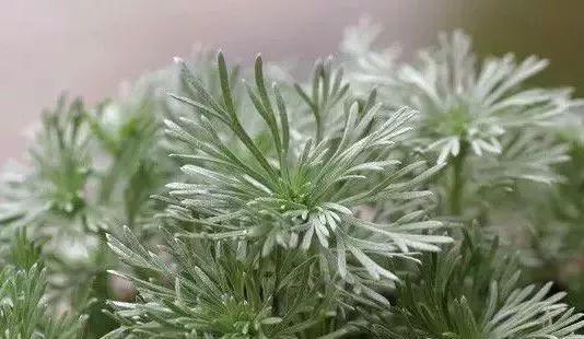 威客电竞这几种小众的银色叶盆栽植物养在桌面上高档又好看！(图4)