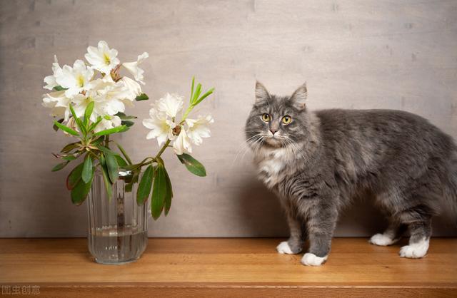 有猫家庭注意：家里的这些食物和盆栽对猫咪有害！威客电竞(图4)