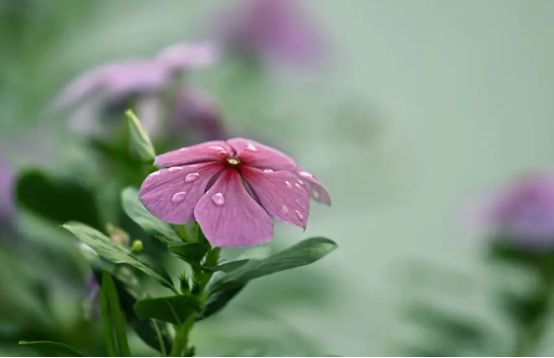 这7种蔬菜根千万不要丢根部泡泡水长出小盆景掐着叶子吃又嫩又营养威客电竞(图1)