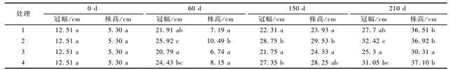 威客电竞南天竹新品种湾流的组培苗炼苗及盆栽技术(图2)