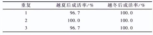 威客电竞南天竹新品种湾流的组培苗炼苗及盆栽技术(图4)