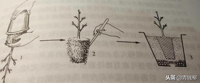 威客电竞家庭盆栽花卉栽培技术(图2)