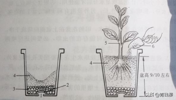 威客电竞家庭盆栽花卉栽培技术(图1)