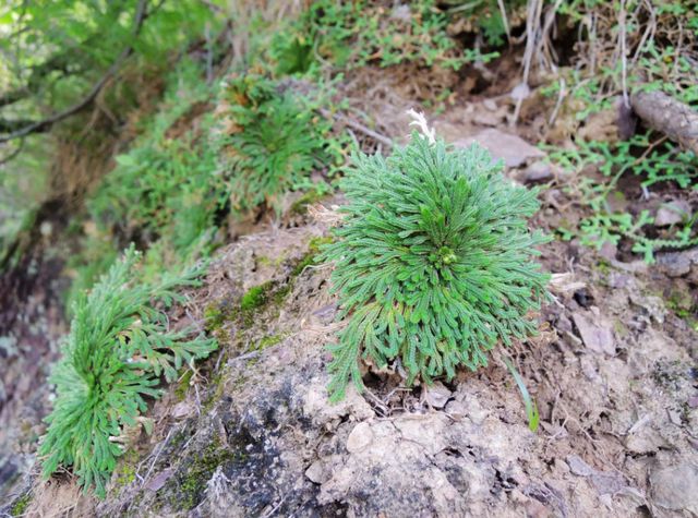 爬山遇到“还魂草”记得要挖一棵养成漂亮小盆栽有好处威客电竞(图1)