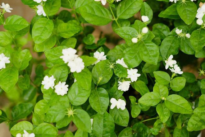 威客电竞秋季盆栽茉莉花做好这四点花开不断满室飘香(图5)