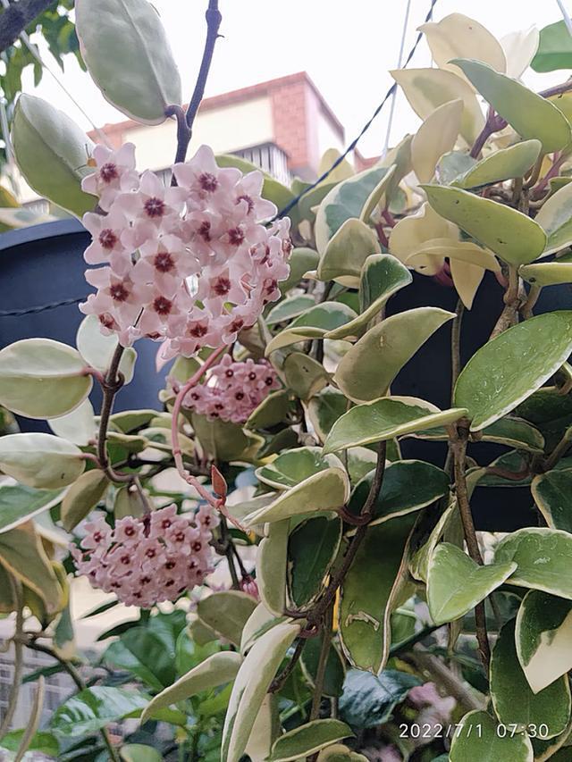 威客电竞有种室内盆栽叫“花叶球兰”耐阴且好养花叶俱美香气袭人(图5)