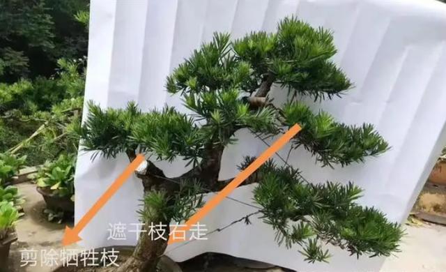 盆威客电竞景用牺牲枝做造型一定要做好这4点(图5)