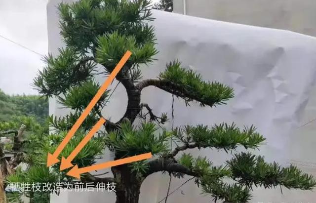 盆威客电竞景用牺牲枝做造型一定要做好这4点(图7)