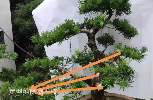 盆威客电竞景用牺牲枝做造型一定要做好这4点(图6)