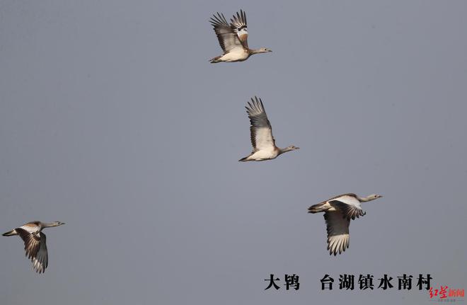 一处大鸨越冬栖息地扰？北京通州园林绿化局：停止播种冬小麦为大鸨备好了应急食物威客电竞(图2)