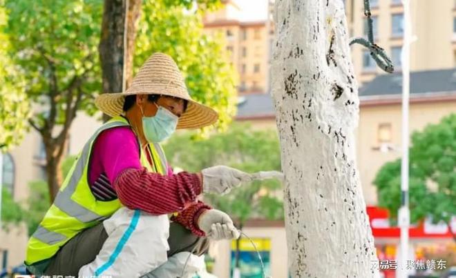 德兴市城管局组织威客电竞园林工人给树木穿上“防护服”(图2)