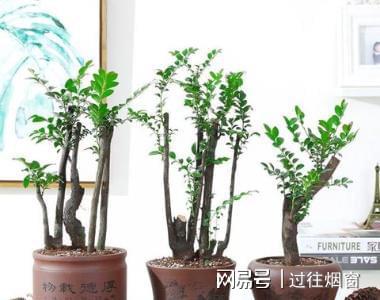 威客电竞小叶紫檀盆景好养易活不怕干不怕冻家养一株寓意好(图5)