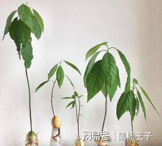 威客电竞吃完的牛油果核拿来试种如今一个个都长成了小盆栽满心的喜悦(图6)