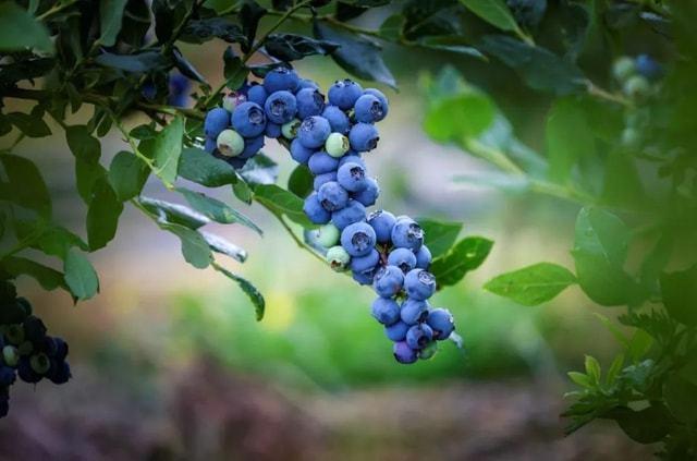 盆栽蓝莓好养结果多富含“花青素”吃一串有助于改善视威客电竞力(图1)