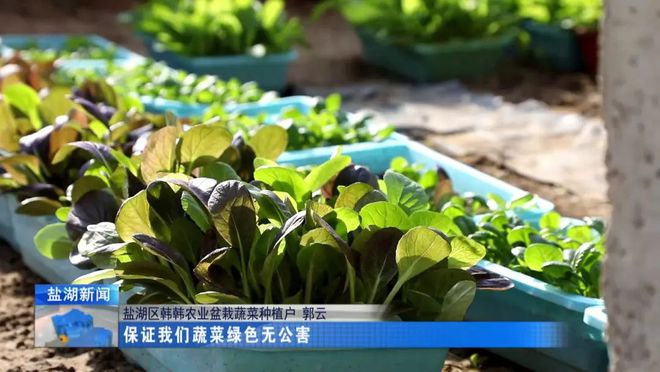 威客电竞盆栽蔬菜引领种植新方向(图5)