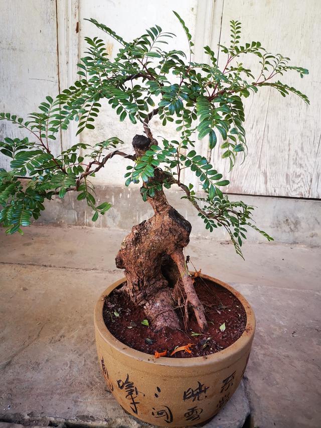 威客电竞5种花香喷喷做成“小盆景”不仅值大钱还能香十年(图3)