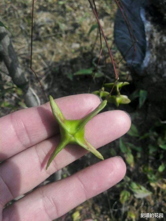 威客电竞这种花被称为“摇钱树”秋冬时节满树“红元宝”喜庆又吉祥(图4)