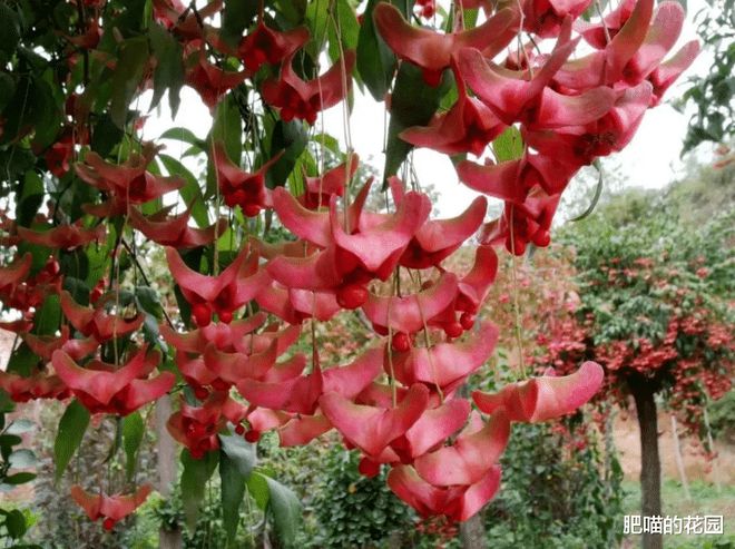 威客电竞这种花被称为“摇钱树”秋冬时节满树“红元宝”喜庆又吉祥(图6)