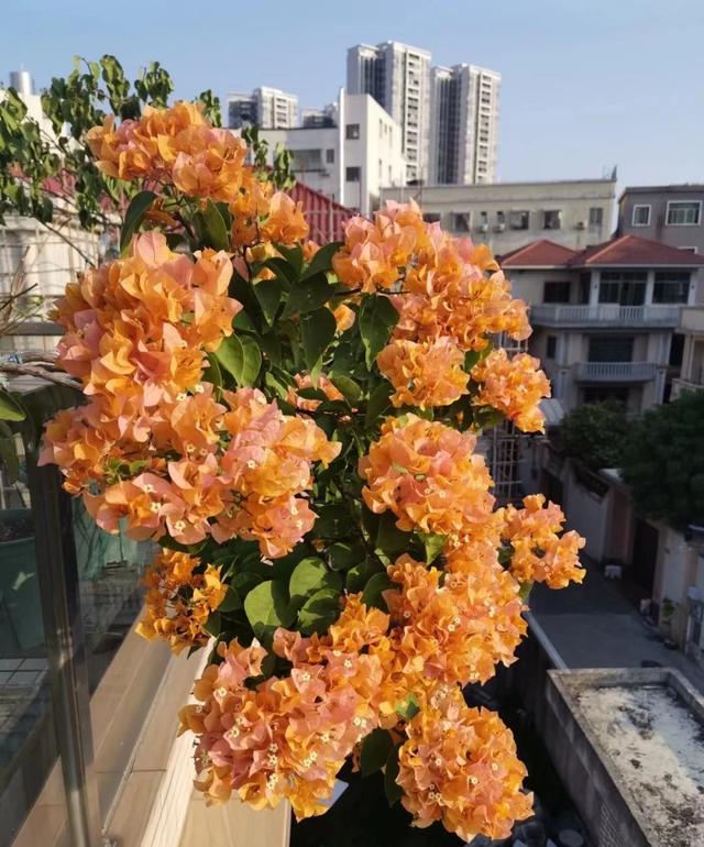 威客电竞三角梅界的“开花劳模”—加州黄金颜值高又爱开花你值得拥有(图5)