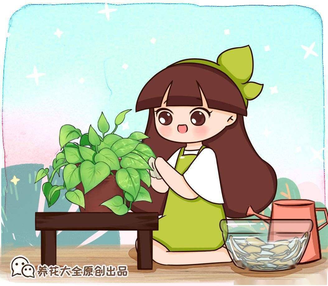 盆栽太累想水培这4种植物插威客电竞水里好养活(图1)