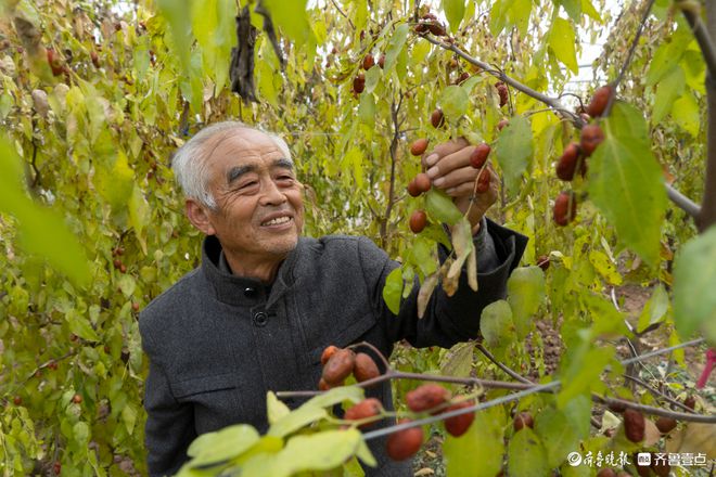 三季有叶四季有果威客电竞！乐陵金丝小枣新品种“傲雪”闯出新路子(图1)