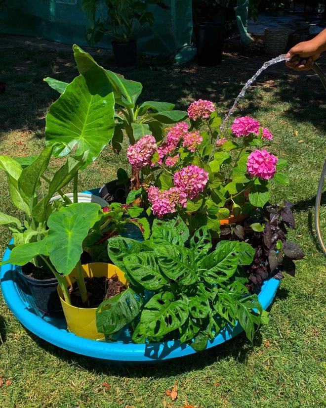 别老是给植物喷水试试浸盆法浇水挽救养花小白家里的植物威客电竞(图6)