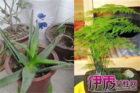 【图】盆栽植物大全详威客电竞解 家居常备花卉看这里(图1)