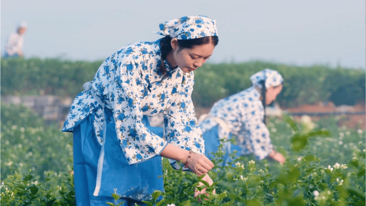 广西威客电竞横州茉莉花产量占全球六成 已形成“1+9”产业集群(图3)