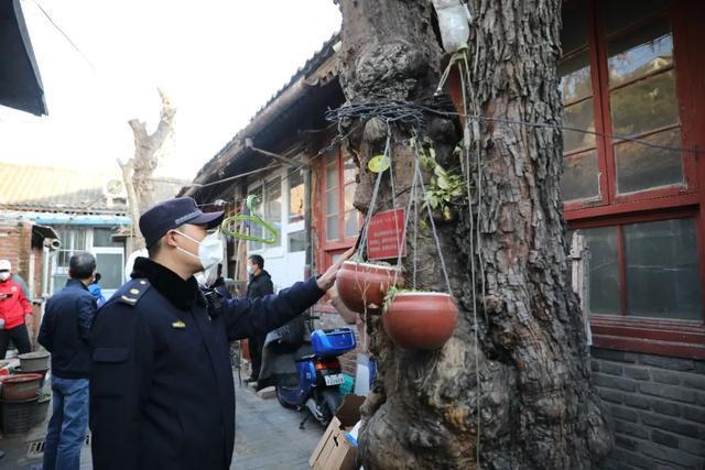 威客电竞为古树“解绑”北京东城城管部门守护古都园林绿化(图1)