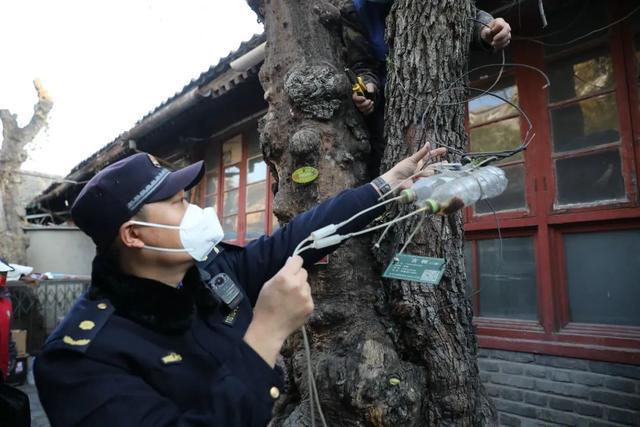 威客电竞为古树“解绑”北京东城城管部门守护古都园林绿化(图2)