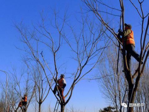 威客电竞园林绿化清园如何清？掌握这几点有效降低来年病虫害爆发量(图1)