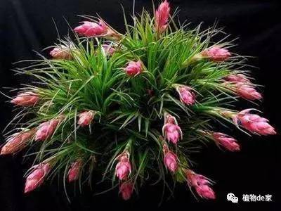 威客电竞这6种盆栽植物你越不管它就越会爆盆！(图1)