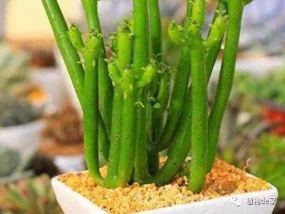 威客电竞这6种盆栽植物你越不管它就越会爆盆！(图5)
