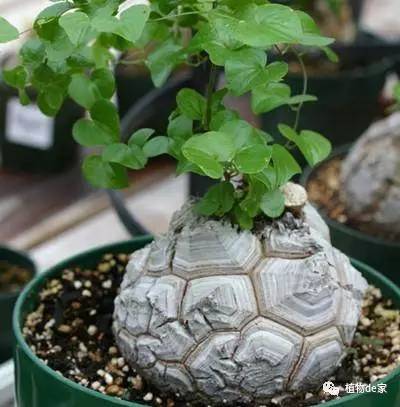 威客电竞这6种盆栽植物你越不管它就越会爆盆！(图3)