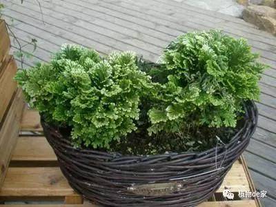 威客电竞这6种盆栽植物你越不管它就越会爆盆！(图6)