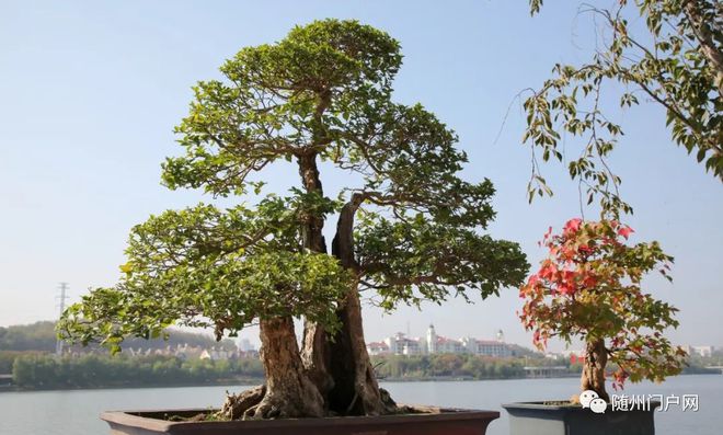 6万盆菊花争奇斗艳！随州市举办金秋菊花盆景兰花展(图1)