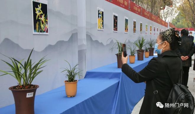 6万盆菊花争奇斗艳！随州市举办金秋菊花盆景兰花展(图3)