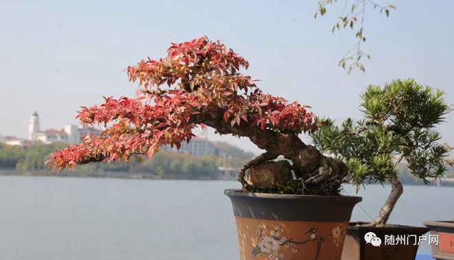 6万盆菊花争奇斗艳！随州市举办金秋菊花盆景兰花展(图2)