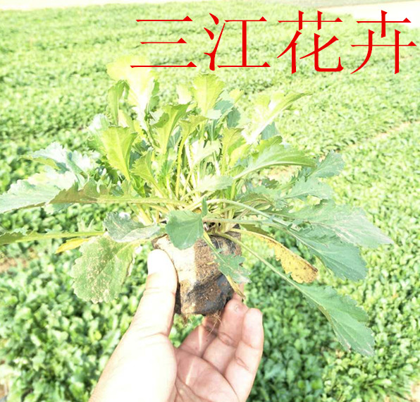 威客电竞盆栽花卉种植技术(图3)