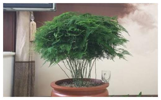 威客电竞没耐心等植物慢慢长？盆栽就选这3款1年窜老高！好看又好养(图10)