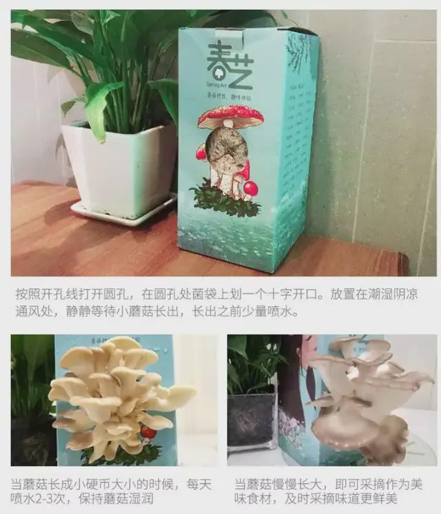 好看更好吃这个「神奇蘑菇」是种植盆栽的新威客电竞玩法(图5)