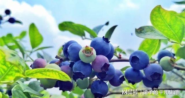 威客电竞盆栽蓝莓结果少？用上几个“小绝招”果实营养又美味(图5)