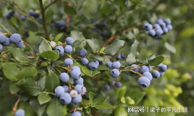 威客电竞盆栽蓝莓结果少？用上几个“小绝招”果实营养又美味(图4)