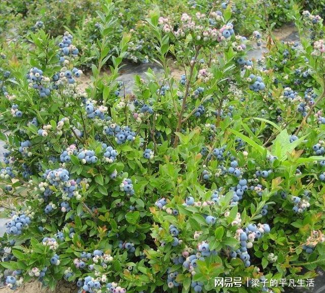 盆栽蓝莓好养结果多富含“花威客电竞青素”吃一串视力好抗衰老(图4)