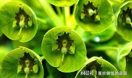 威客电竞4种花越看越喜欢号称“爆盆神器”好养易管理还是盆栽佳物(图3)