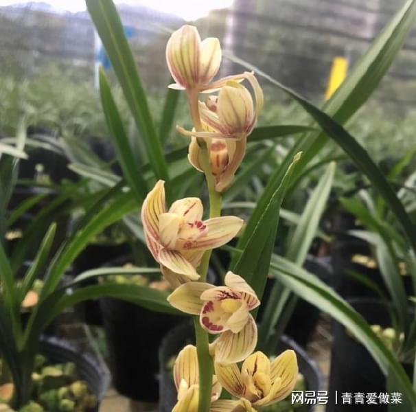 威客电竞花艺小白养兰花选什么品种好？盆栽金荷！四季开花不断很好养(图3)