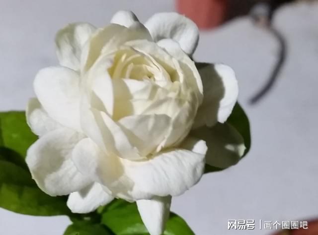 虎头茉莉——优秀的阳台盆栽花威客电竞花大芬芳颜值高多季节开花(图4)