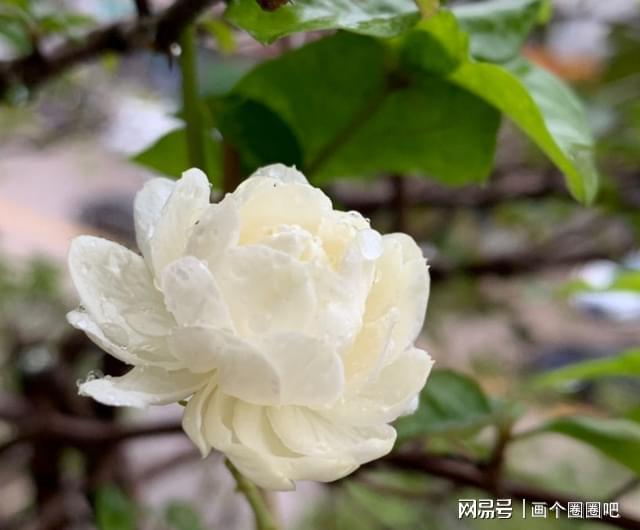 虎头茉莉——优秀的阳台盆栽花威客电竞花大芬芳颜值高多季节开花(图6)