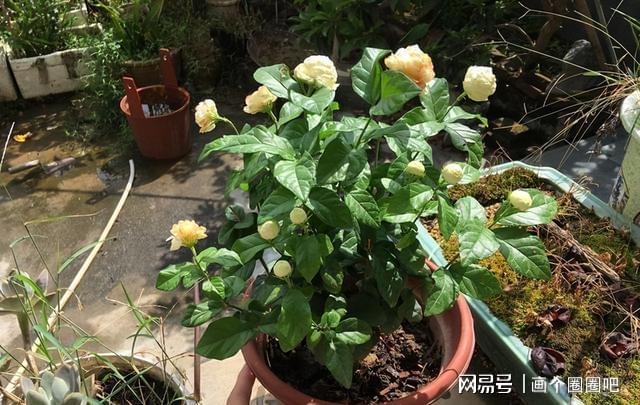 此花颜值出众芬芳威客电竞馥郁花期长可盆栽养花首选(图4)